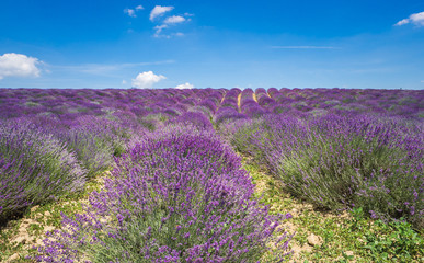 Obraz premium Lavender field in Piedmont