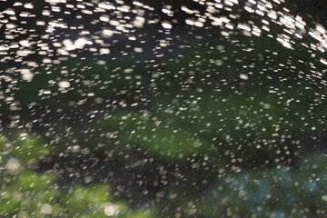 summer rain, watering the garden 