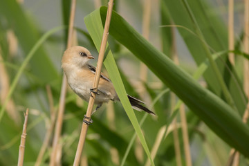 Stunning bird photo. Bearded reedling / Panurus biarmicus