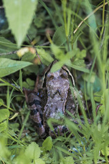 Frog in grass