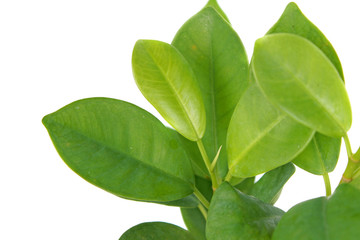 Ficus microcarpa (Chinese banyan) green foliage isolated on white background