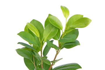 Ficus microcarpa (Chinese banyan) with green leaves isolated on white background