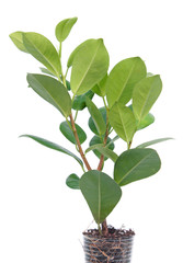 Ficus microcarpa (Chinese banyan) with green leaves isolated on white background