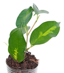Ficus benjamina (Benjamin or Weeping fig) plant. Stalk with green foliage isolated on white background. Cultivar with variegated leaves