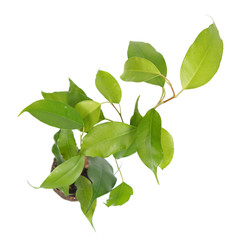 Ficus benjamina (Benjamin or Weeping fig) plant. Stalk with green foliage isolated on white background. Cultivar with light green leaves