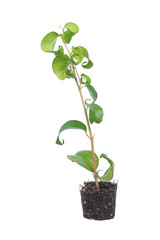 Ficus benjamina (Benjamin or Weeping fig) plant. Stalk with green foliage isolated on white background. Cultivar with curly leaves