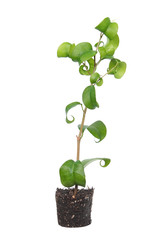 Ficus benjamina (Benjamin or Weeping fig) plant. Stalk with green foliage isolated on white background. Cultivar with curly leaves