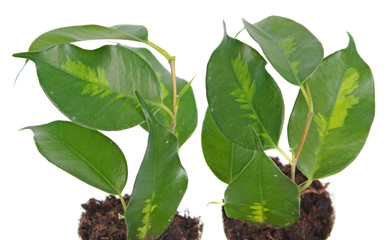 Ficus benjamina (Benjamin or Weeping fig) plant. Stalks with green foliage isolated on white background. Cultivar with variegated leaves