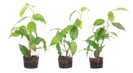 Ficus benjamina (Benjamin or Weeping fig) plant. Stalks with green foliage isolated on white background. Cultivar with light green leaves