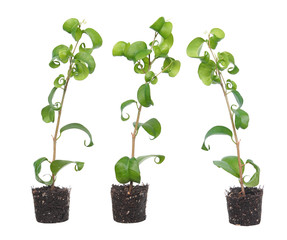 Ficus benjamina (Benjamin or Weeping fig) plant. Stalks with green foliage isolated on white background. Cultivar with curly leaves