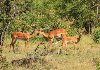 Three female impala group Aepyceros melampus with two nuzzling standing in green bush grass sunny...