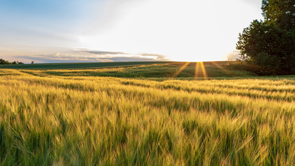 Field of wheat with sunset. Idyllic scene in Bad Friedrichshall, Germany.