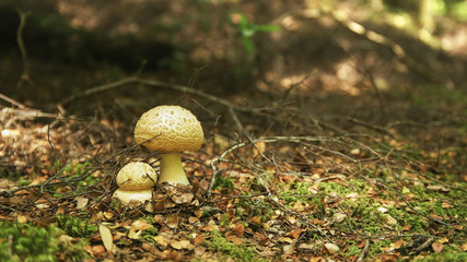 fungi growing on the forest floor in the tarkine rainforest of tasmania