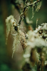 moss hanging on a branch in the forest with forest out of focus in the background