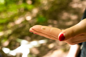 A small caterpillar rests in a human hand