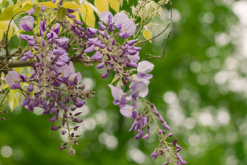Beautiful Wisteria Sinensis, also called Chinese Wisteria
