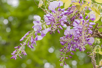 Beautiful Wisteria Sinensis, also called Chinese Wisteria