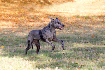 Deutsche Dogge blau