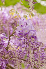 Beautiful Wisteria Sinensis, also called Chinese Wisteria