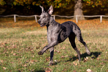 Deutsche Dogge blau