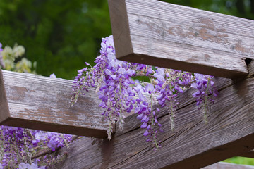 Beautiful Wisteria Sinensis, also called Chinese Wisteria
