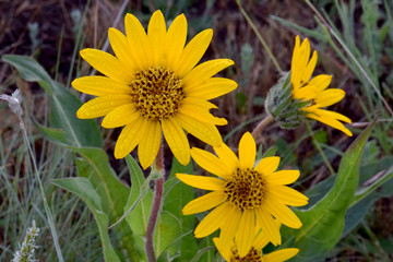 Balsam Root Family 02