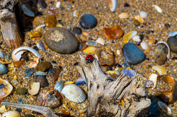 Close up ,over the top view ,of shells and pebbles on beach to form pattern and textured background in essex
