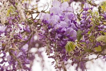 Beautiful Wisteria Sinensis, also called Chinese Wisteria