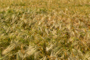 Fototapeta premium Green cereals during flowering. Grain field. Space for wheat. Land for agricultural purposes. Food base of the human race.