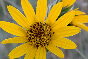 Balsam Root Morning 01