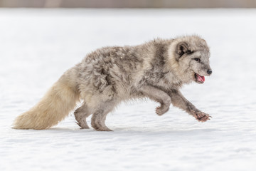 Beautiful arctic fox, standing on a hill in the snow, winter, Canada