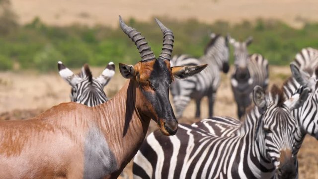 Static shot of a Topi, Damaliscus lunatus jimela on savanna in Masai Mara, surrounded by Zebras, on a sunny day, in Kenya, Africa