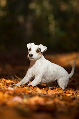 Parson Jack Russel Terrier im Herbst