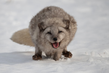 Beautiful arctic fox, standing on a hill in the snow, winter, Canada