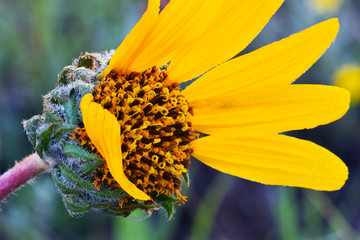 Balsam Root Eyebrow 04