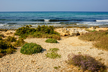 Yellow stone beach Ayia Napa with blue clear sea and green plants in the loukkos tou Mandi beach area