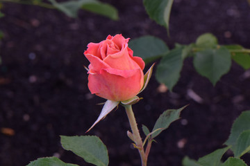 Pumpkin Patch Rosebud 01