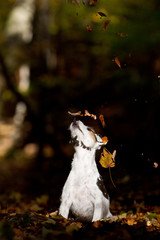 Obraz na płótnie Canvas Parson Jack Russel Terrier im Herbst