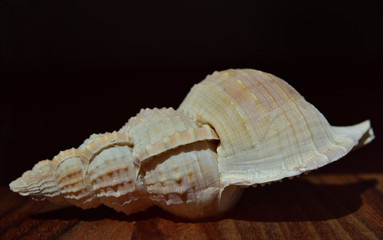 leere Schale einer spiralförmigen Muschel auf einem Holz vor dunklem Hintergrund