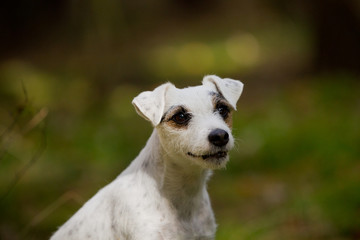 Parson Jack Russel Terrier im Herbst