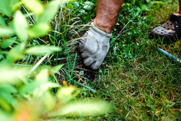 Plucking weeds in the garden. The man pulls weeds out of the garden, cuts the grass. The concept of...