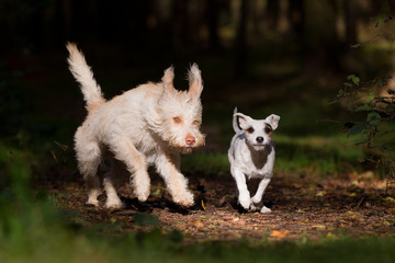 Naklejka na ściany i meble Parson Terrier und Mischling im Wald