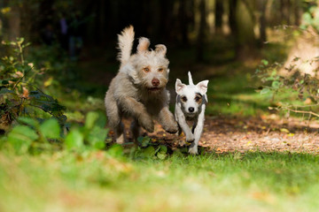 Parson Terrier und Mischling im Wald