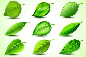 Set of green fresh leaves isolated on white background