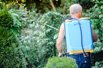 The man sprays plants protecting them from pests. The man has a manual sprayer with pesticides on his back. The concept of taking care of the garden, healthy plants and beautiful flowers.