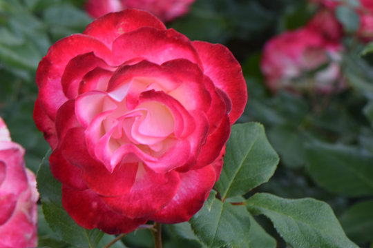 Cherry Parfait Rose 07