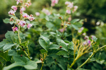 Colorado beetles on the green potato leaves