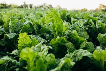 Lush green sugar beet leaves growing on the field