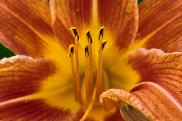 Lily stamen, macro high quality.