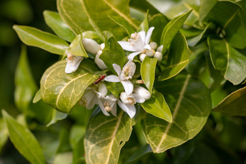 blooming flower from orange tree